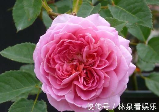 礼服|喜欢菊花，不如养盆“珍稀名菊”法国礼服，色泽艳丽，美爆了