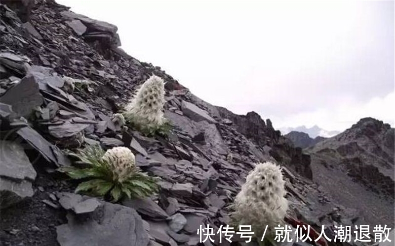 麦朵|常被误认成雪莲花，如今开花正当季，遇见请勿采挖和购买