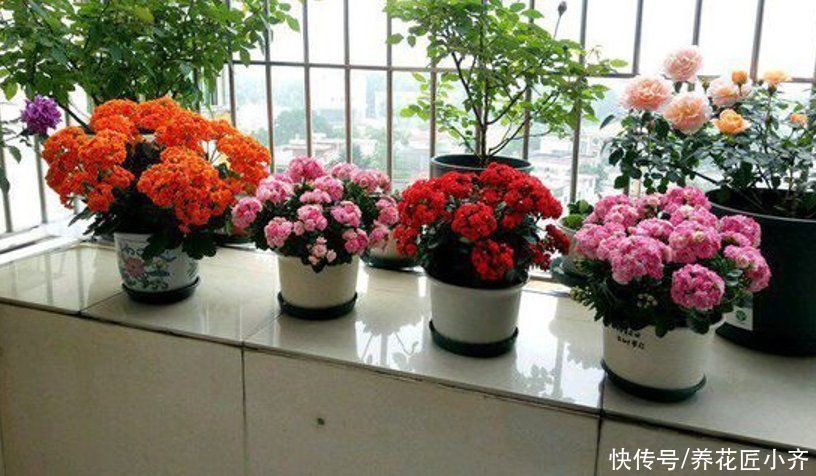 长寿花应该摆放在哪里?新手四季养护指南告诉你,让它叶绿花多