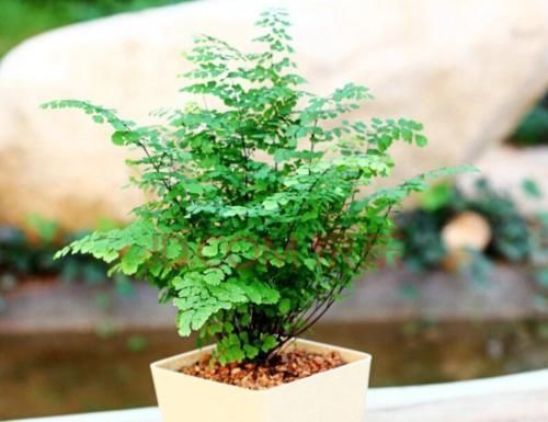 喜阴|6种花天生“喜阴”，明亮光照就能长得绿油油，晒太阳会黄叶！