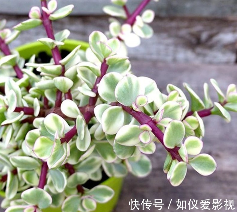 盆栽避开这3点,树马齿笕叶不黄不掉,很快就逆袭成金枝玉叶