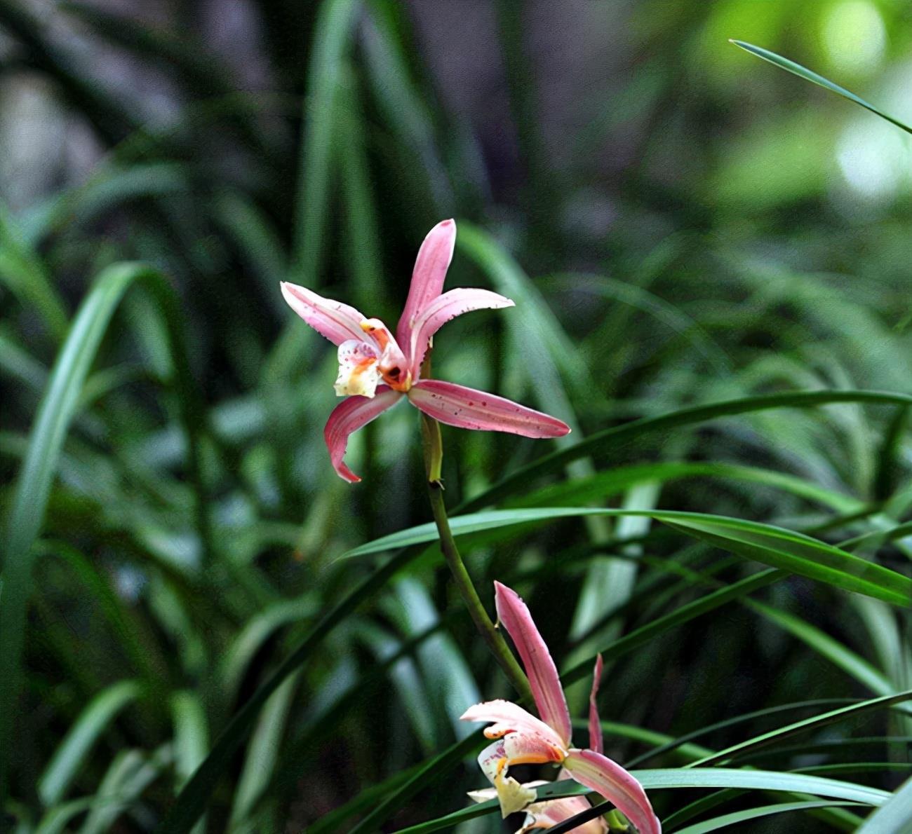 浇水|兰花浇水要区别对待,保证水质好的同时还要根据季节调整浇水量