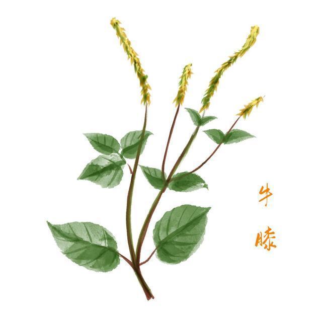 药知道 | 补肝肾、强筋骨,活血祛瘀通经的一味好药