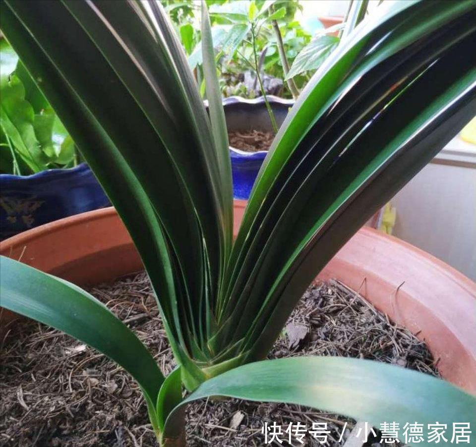 养分|4种“再生花”,九月“翻盆”开花多,花盆里还有“惊喜”很多