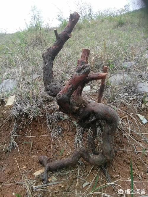 蔷薇老桩不发芽怎么办？