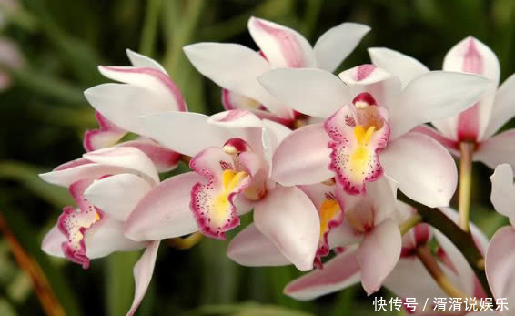 植株|此花一养就喜欢上它,好养漂亮,开花就爆盆,香味十足,女生必选