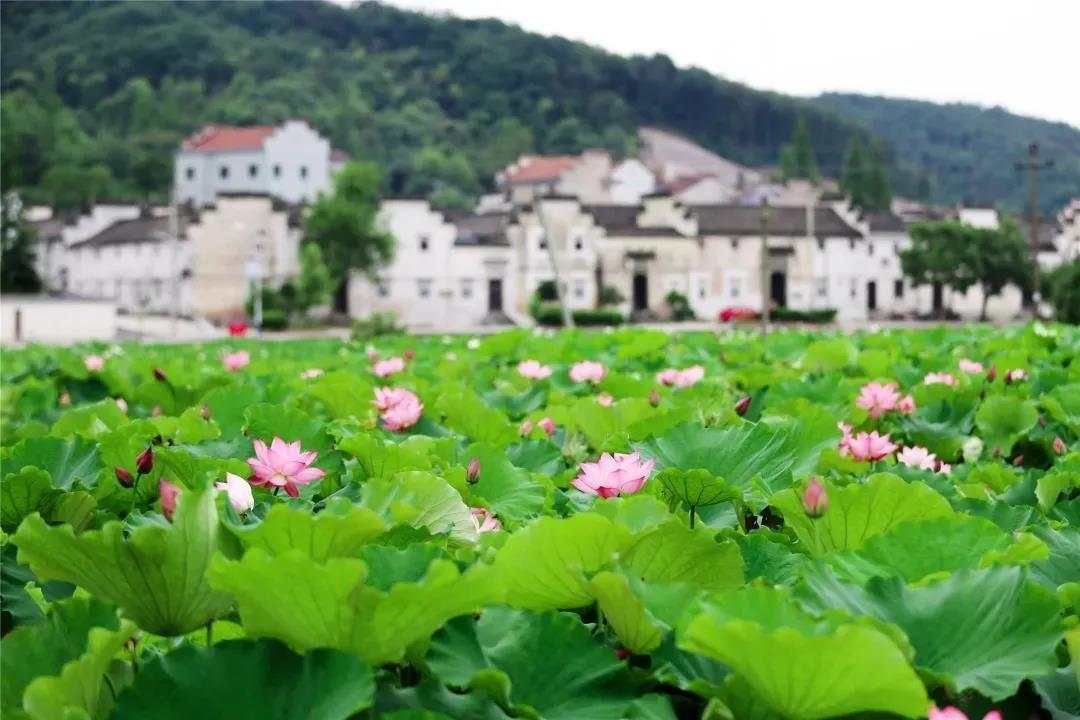 大招|诸暨网红村，又出大招！正在升级打造“乡村CBD”！