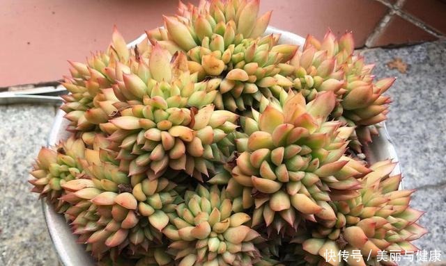 相见恨晚的“多肉爆盆法”,挑个心,切一刀,新芽多到溢出盆!