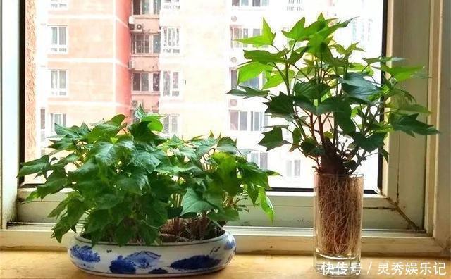 一节山药插水里,疯狂长藤“冒金豆”,赚大了!