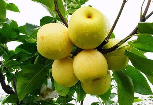 想身体素质好，吃以下食物，养肝补肾，明目清肺，吃了更年轻