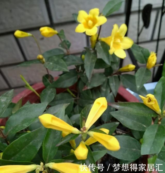 生活中冬天常见的花,都含有毒,养护需小心,摆放有讲究