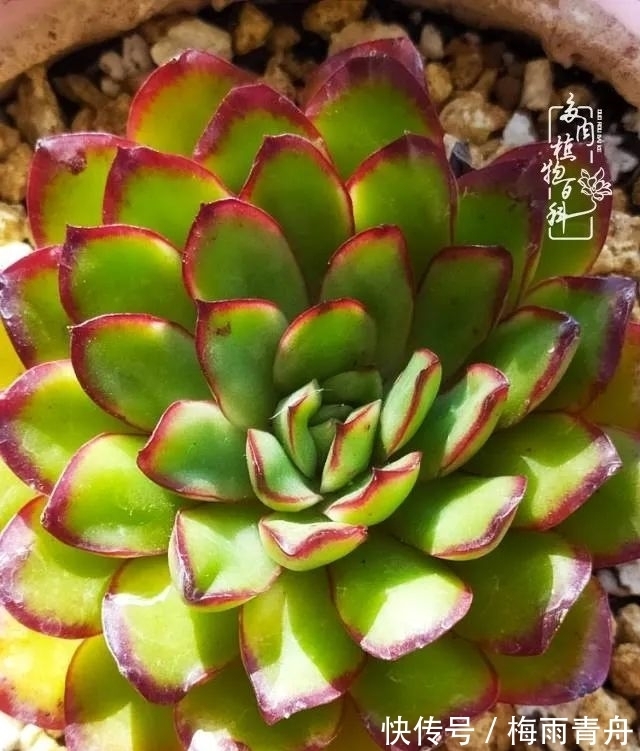 爱上多肉:何须浅碧轻红,自是花中一流!