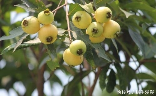 越来越|农村最常见的野果,每天吃几个,咳嗽好了,脾胃也越来越好