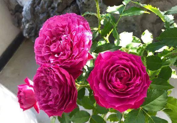 花儿|养花肥：盆里放个蛋，1年不用施肥，花儿照样开爆盆！