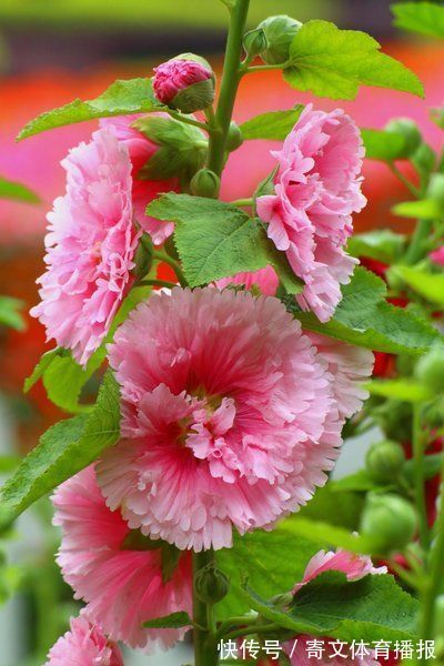 养护|此花长势茂盛,用途广泛,花色艳丽,适合庭院养护