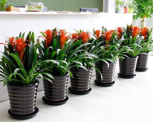 烂根|盆里加点宝，透气防烂根，养花好帮手，养一盆旺一盆！