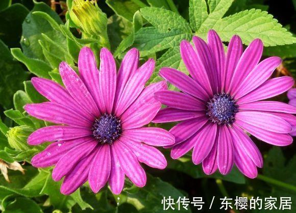 花卉|大暑过后选这几款花,经常爆盆的花卉,开花不断,看了就让人沉醉