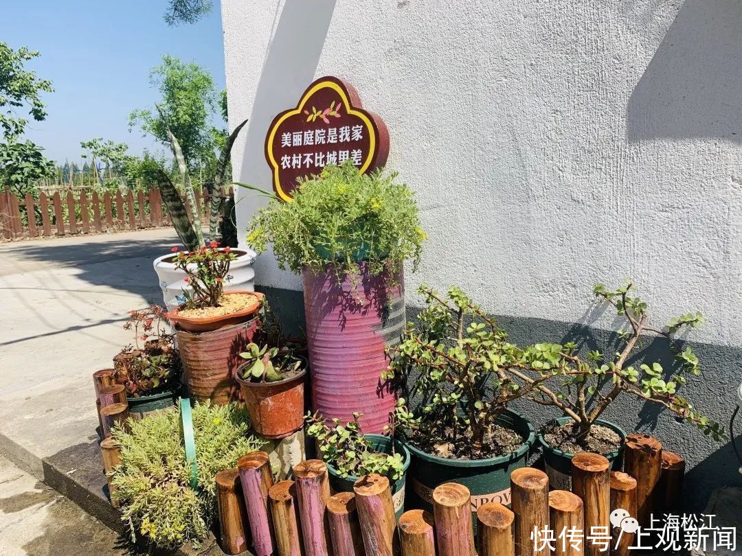 院子|这样的小院，谁不爱？