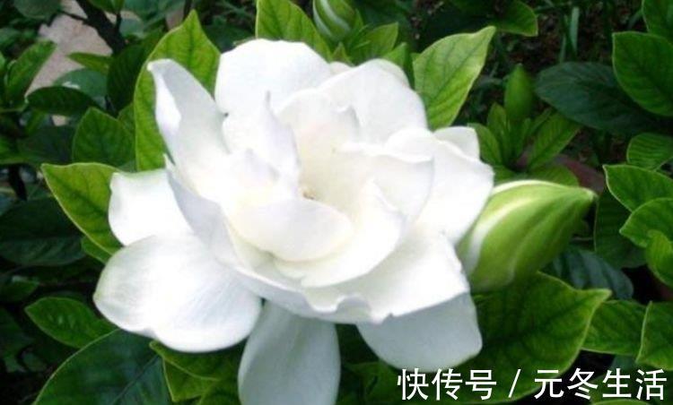 大户|4种花是“开花大户”，家里养一盆，开花红又旺，花朵美艳迷人