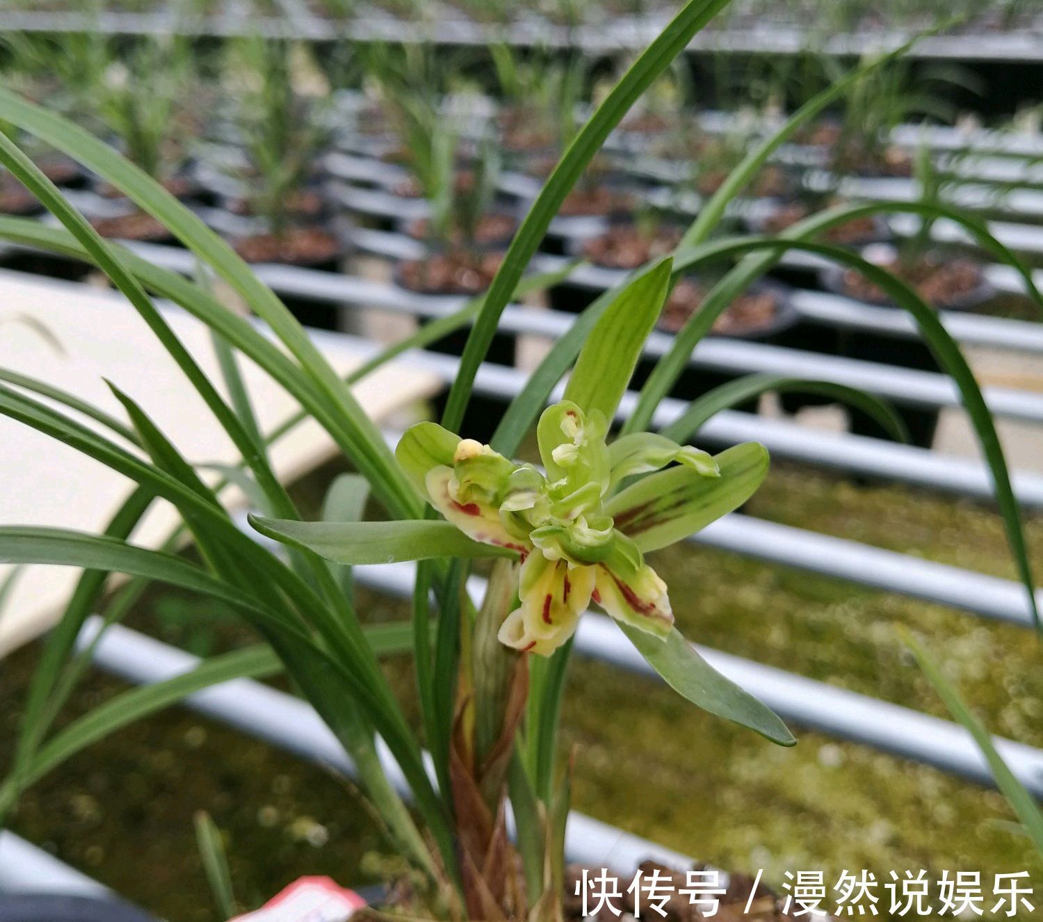 兰花|春兰的花芽在秋季破土成了超生游击队,太壮观了,只需2个神操作