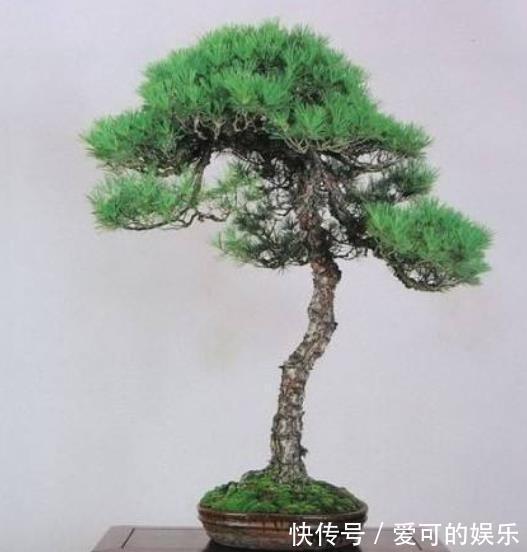 郊游看到3种种子,带回家种在花盆里,养成漂亮小盆景,美哉