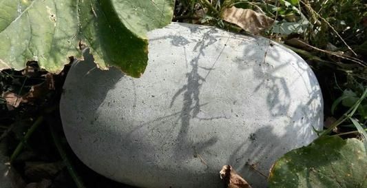 吃这种瓜可以消肿,而且价格不贵,又便宜又好吃