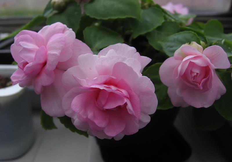 技巧|一种自带仙气的花,能扦插很好养,几点技巧让它长势好更多花