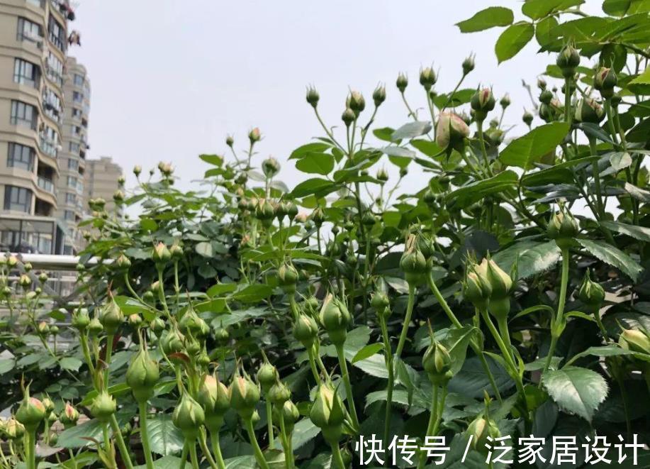 氮肥|这种自制高氮肥,用好了,比淘米水、啤酒水效果好得多