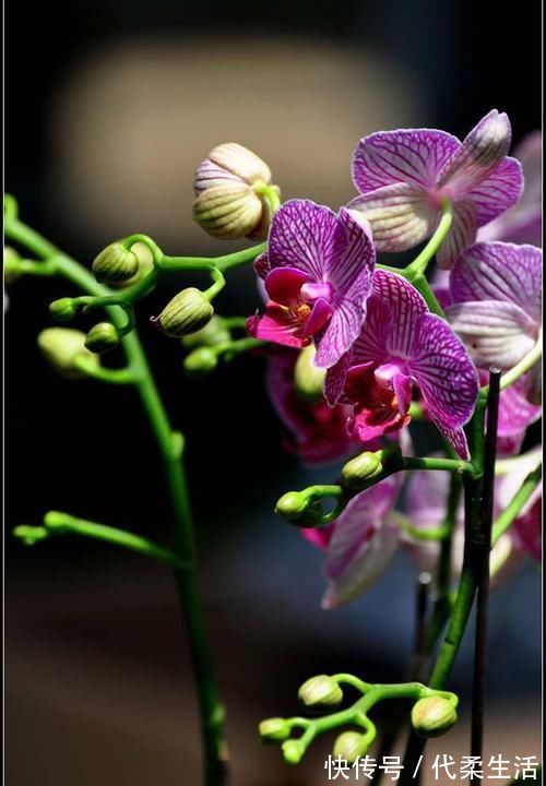 仙客来|就算家里没暖气,也可以养4种花,不怕冻还耐旱,到春节还能开花