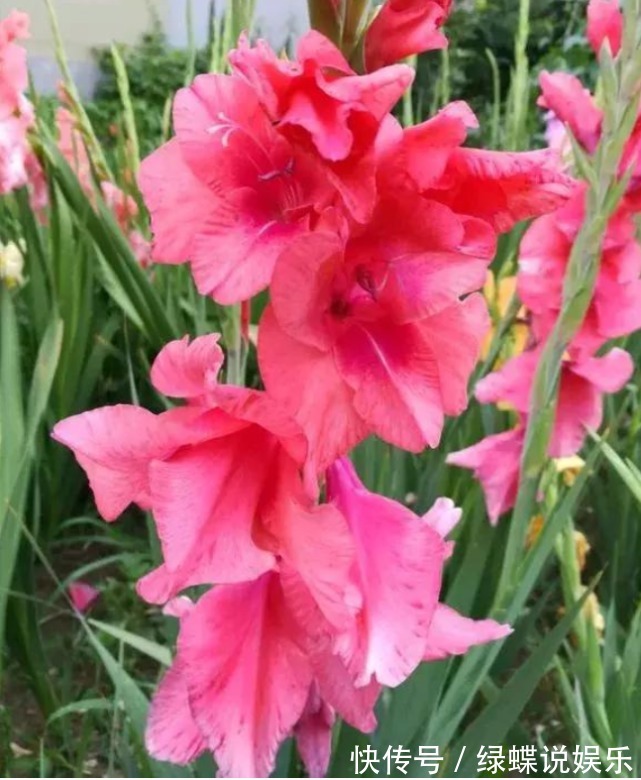 唐菖蒲|3种“忘忧花”,一养就“上瘾”,好养易爆盆,花美心情好!