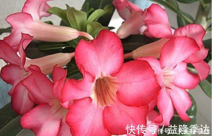 此款花卉便宜又好养,沾点水就疯长,开花勤还爱爆盆,美