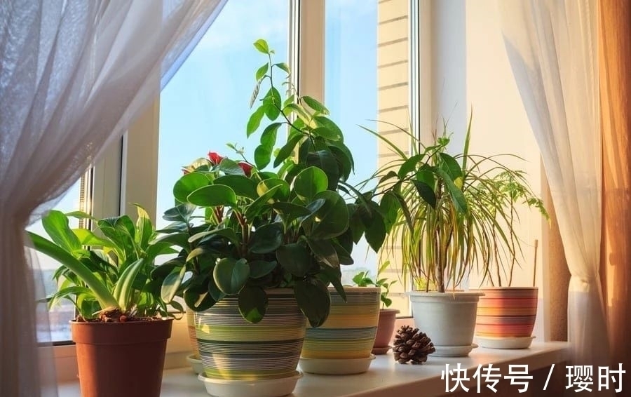 植物|橘子皮养花妙招分享，除了这3种用法外，你还晓得哪些？