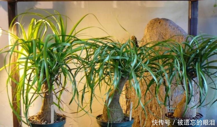 懒人|为懒人准备的6种盆栽花卉, 一两个月忘记浇水也能活得滋润!