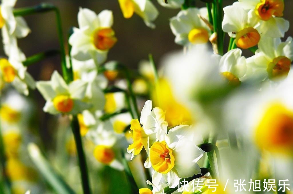 此花是传统名花,所代表的是思念和团圆,是寓意很好的花