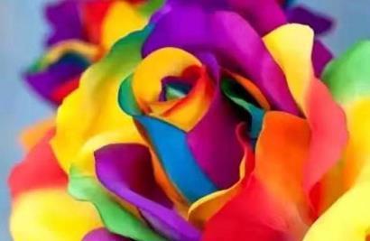 喜欢玫瑰,那就养盆七彩玫瑰,花色似彩虹,缤纷绚烂,多姿多彩!