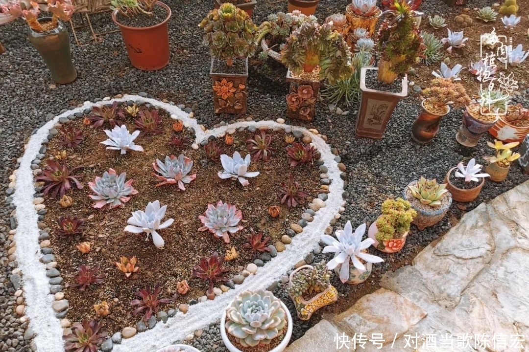 多肉桃花源:别人笑我太疯癫,我笑他人看不穿!