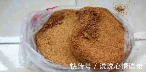 有光泽|养君子兰盆里垫块它花箭抽得快一年2次花简单好用