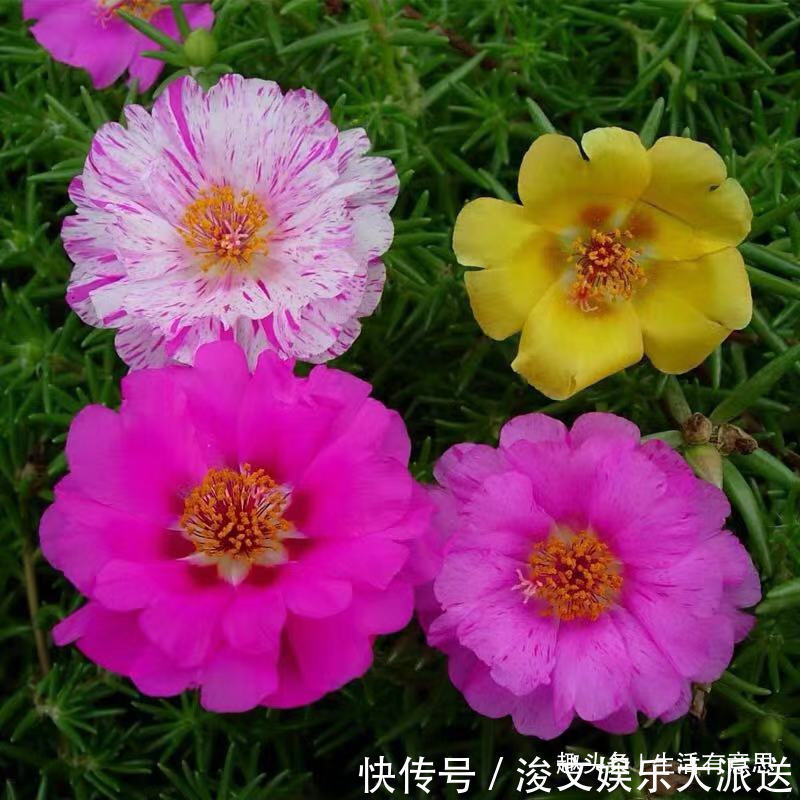 7月7花,生长在烈日下的“骨气花”,不死不伤,还能持续爆盆!