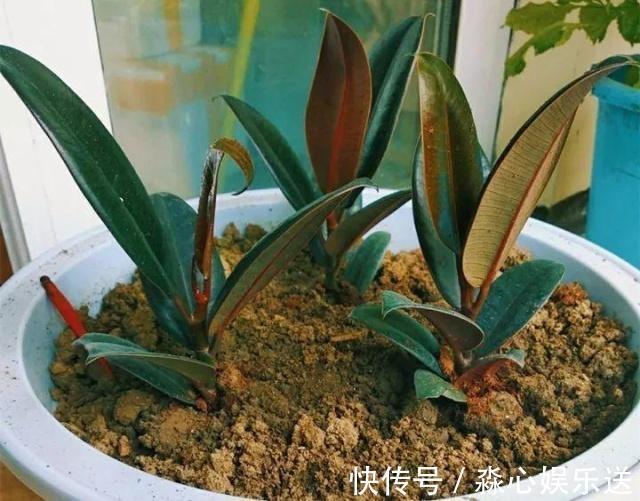 叶片|喜欢橡皮树只用1片叶子,插土里15天冒白根,养出一盆橡皮树