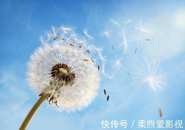 雷公藤甲素|蒲公英2天内杀死98%的癌细胞?提醒:真正治癌的是这3味中药