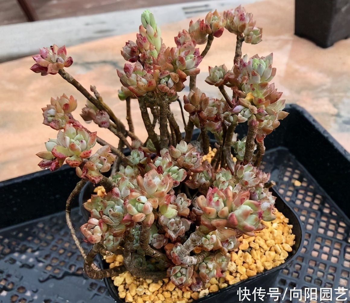 根系|冬季养多肉，想让肉肉更饱满，用“小盆”养，棵棵肥胖可爱