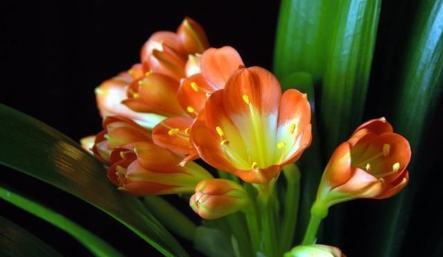 营养物质|家养君子兰，盆土里加点好东西，叶子油亮根还旺，轻松窜出3花剑