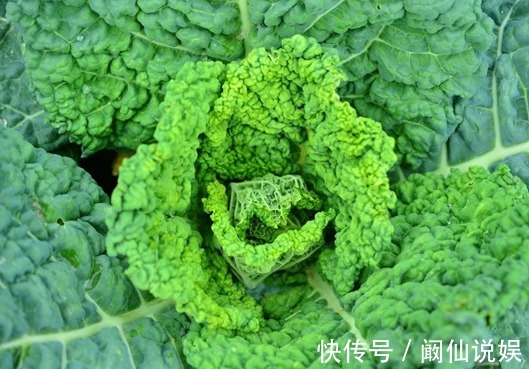 白菜的“死对头”,两者不能同食,尤其是最后一种,快告诉家里人