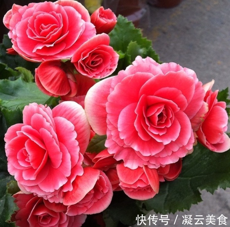 这2种花卉“养不好”教你学会“3招”，花卉顺利生长，开花不断