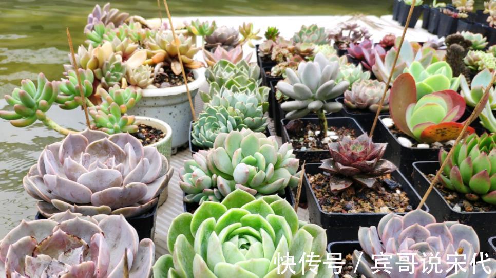 自来水|休眠中的多肉,遇上高温天,想“保命”就得落实此4点