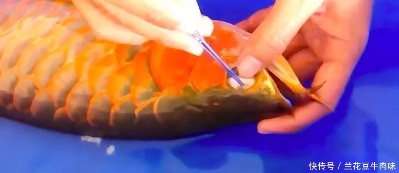 涨姿势 · 龙鱼: 你嫌我丑给我各种整容, 还指望我给你转运? ?