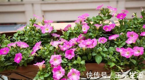 浇水|用淘米水浇水时加点它，保准让植物疯狂生长，花开爆盆！