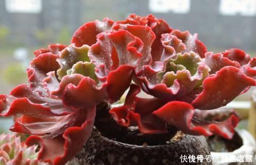 6种大型多肉植物，颜值高好养护，阳台种一盆，大气上档次！