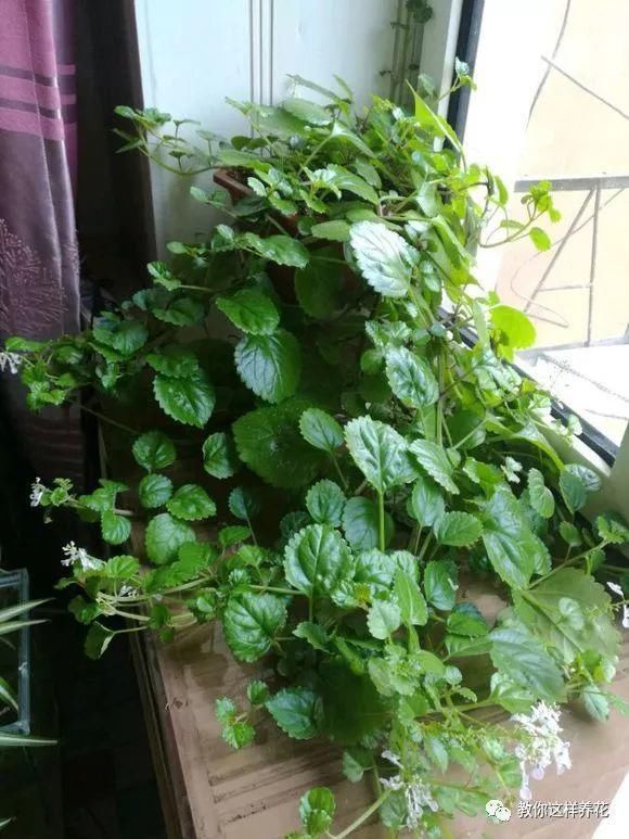 空气|专吸二手烟甲醛的花,堪比“天然净化器”,养1盆全家都健康!