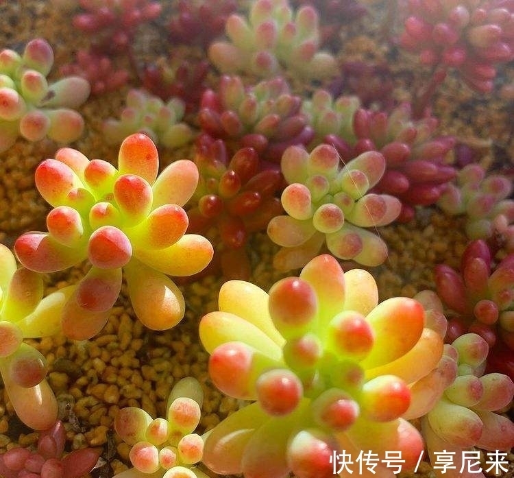 家里的垃圾别丢掉,拿来种多肉,省下一大笔钱